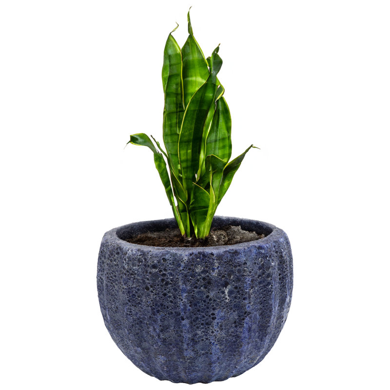 Kellor Ceramic Pot Planter, 11" H x 13.5" W x 13.5" D, 1