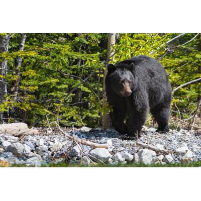 " Black Bear " by Bgsmith