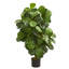 Figuier 36 po en pot