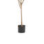 Eucolites de Zylo, plante verte, 59 pouces, polyester vert
