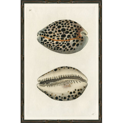 «Sea Shell», reproduction d'impression encadrée