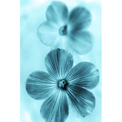 Forget Me Not Blue I by Teton Parchment - Wrapped Canvas Print