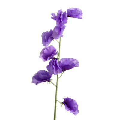 Sweet Pea
