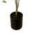 Bonsai Tree Drop-In