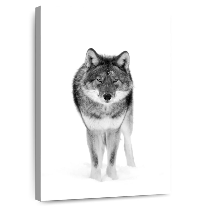 Coyote Stare, 30" H x 20" W