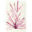 Plants II Print by Hable Construction-26774010-26774011