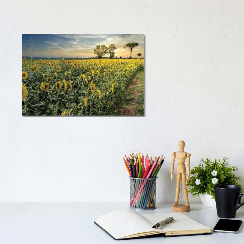 Cotona Sunflowers III by Alan Blaustein - Wrapped Canvas Print, 20.32 cm H x 30.48 cm W