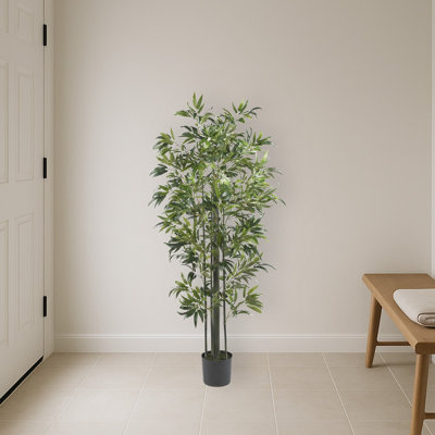 Bamboo Silk Tree
