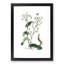 Wild Lettuce Illustration - Picture Frame Painting Print-55612403-55612409