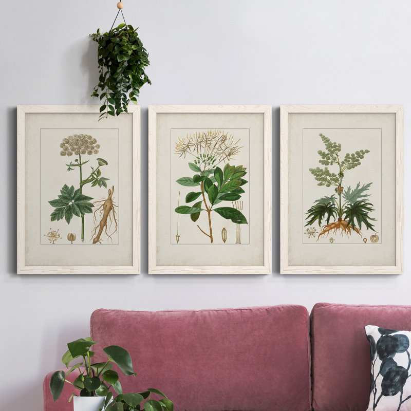 Antique Turpin Botanical I - ensemble de 3 peintures sur toile encadrées, Blanc, H 37,5 po x l 82,5 po x P 1,5 po