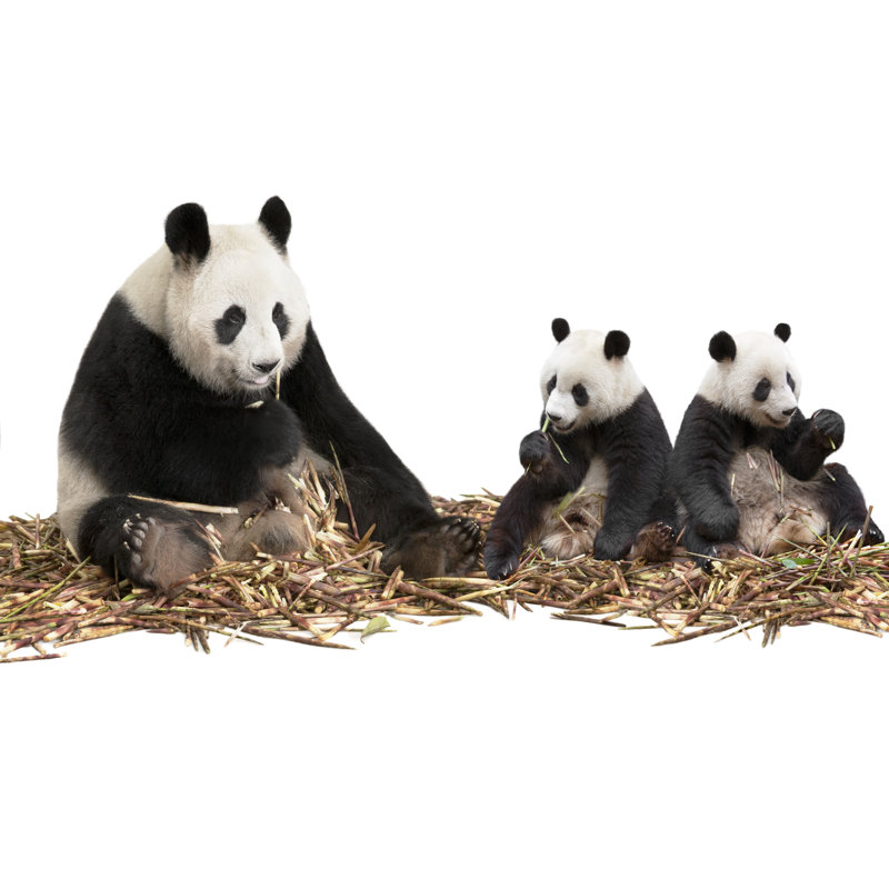 Famille de panda mangeant des pousses de bambou par Mediaproduction, H 24 po x l 36 po