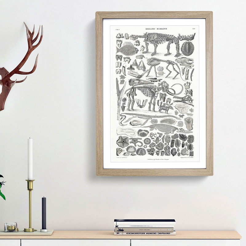 Fossils and Skeletons LXV by Oliver Goldsmith - Picture Frame Drawing Print on MDF, Oak Framed, 48cm H x 36cm W x 2cm D