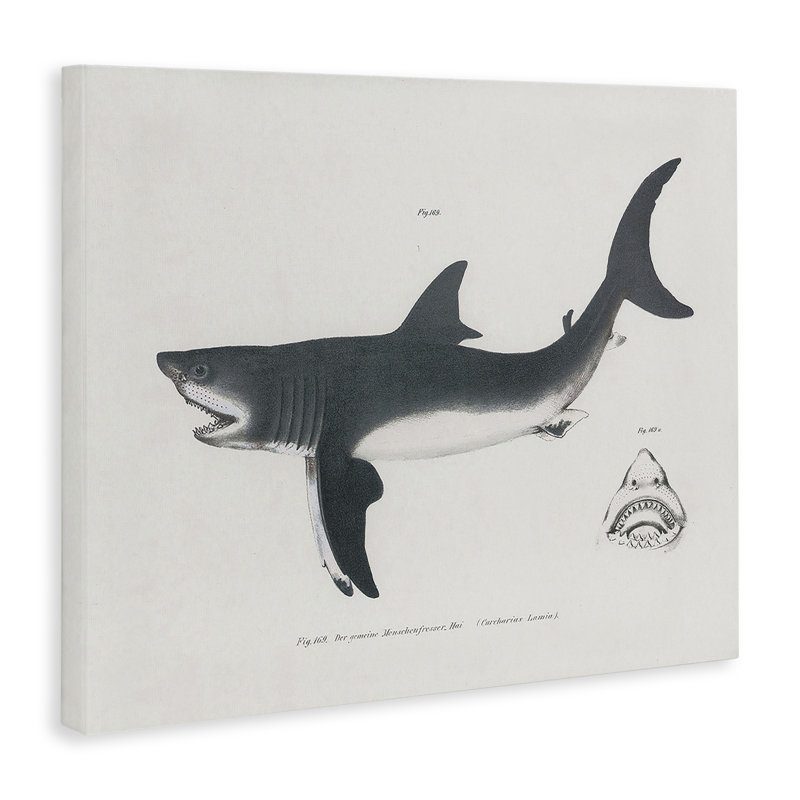 Detailed Shark Diagram Canvas, design by Phillipa Katz, 36" H x 48" W