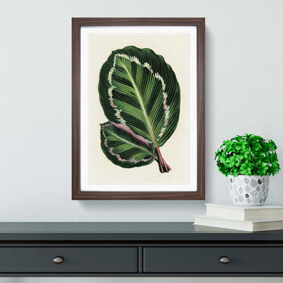 Rose Painted Calathea Leaves by Benjamin Fawcett - Framed Print