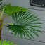 135cm Faux Palm Tree in Pot