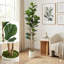 6ft Artificial Fiddle Leaf Fig Tree with Natural Wood Trunks in White  Pot