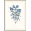 Bouquet Blue 3 Framed Print-922582334