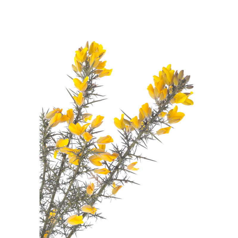 Yellow Gorse Flowers by RawFile - Wrapped Canvas Print, 122cm H x 81cm W
