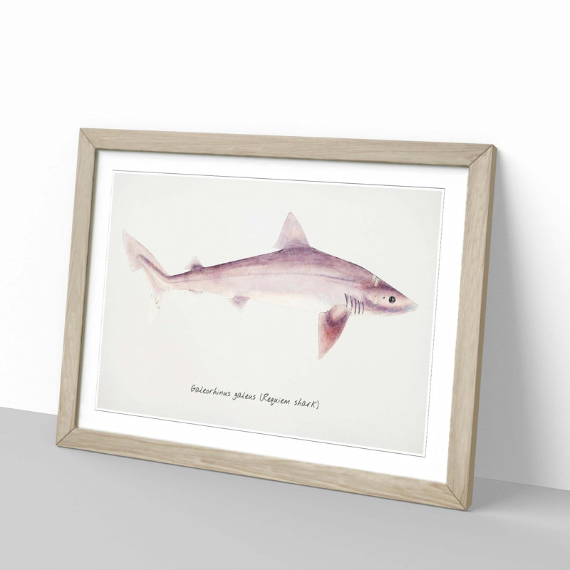 Illustration of a Requiem Shark by F.E. Clarke - Picture Frame Painting Print, 27cm H x 36cm W x 2cm D, Oak Framed