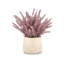 Esme Purple Wheatgrass