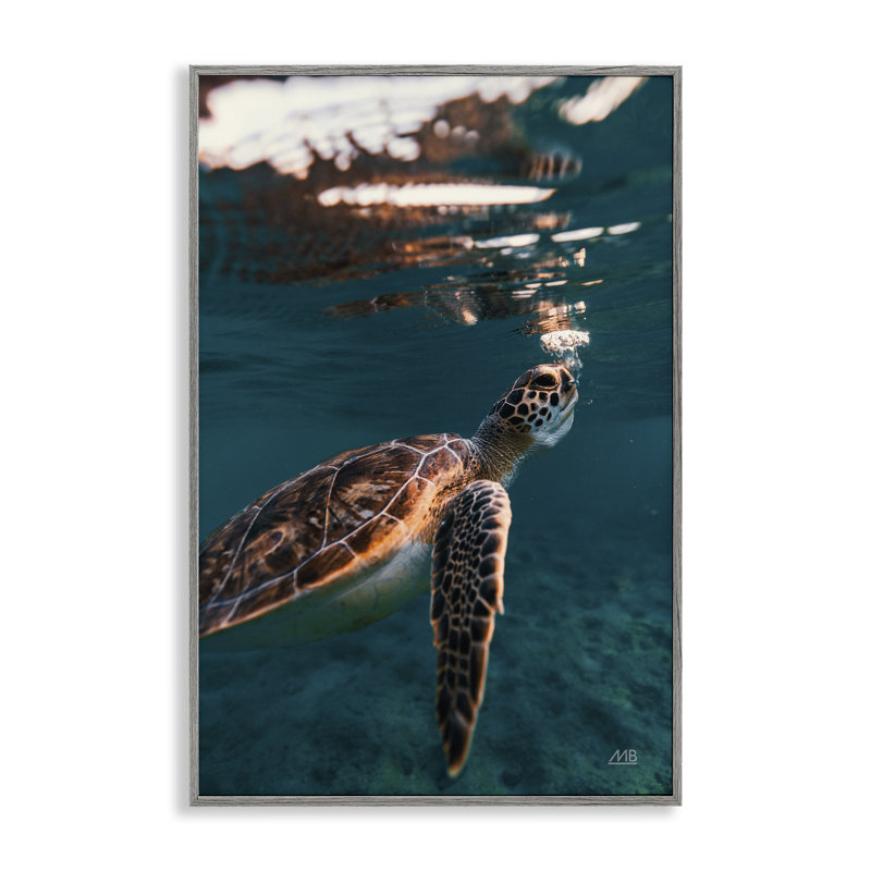 «Blowing Bubbles Turtle», estampe numérique par Max Blakesberg Studios, Estampe numérique Farmhouse, H 30 po x l 20 po