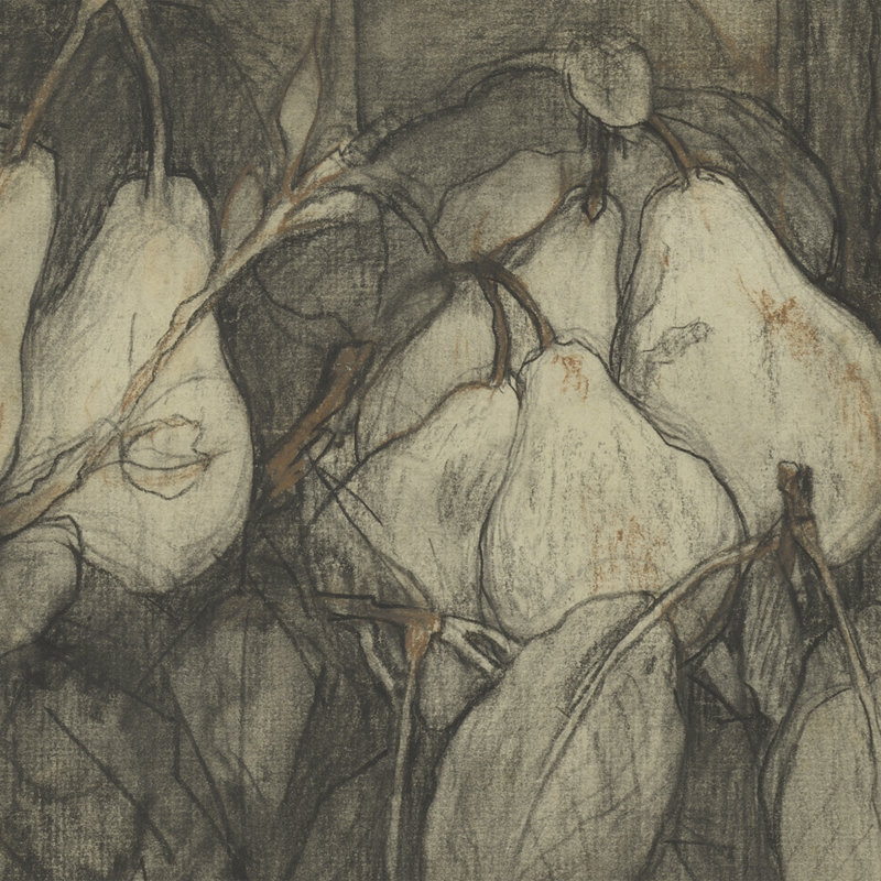 Duchesse D'angouleme Pears Print by Jac Van Looij