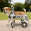 Fauteuil roulant pour chien Fauteuil roulant réglable pour les pattes arrière