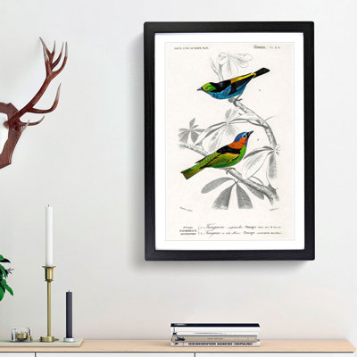 Bird Illustrations PL. 2C by Charles d Orbigny - Framed Print