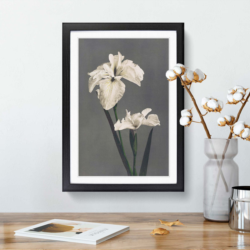 White Iris Flower by Kazumasa Ogawa - Picture Frame Art Prints, 36cm H x 27cm W x 2cm D, Black Framed