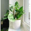 Live Green Prayer Plant in Classic Pot-83156959