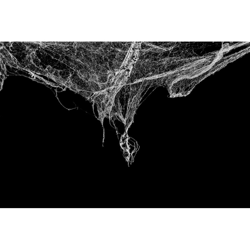 Ciaira " Cobweb Spider ", 20" H x 30" W
