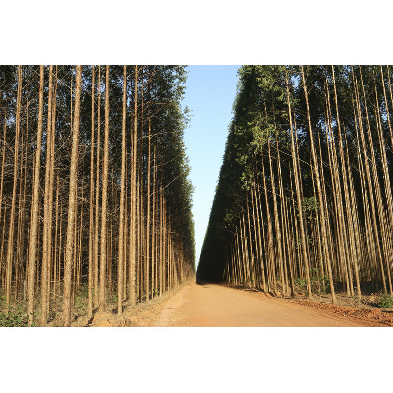 «Forest Eucalypt» par Valtercunha, reproduction d'art sur toile tendue, L 36 po x H 24 po
