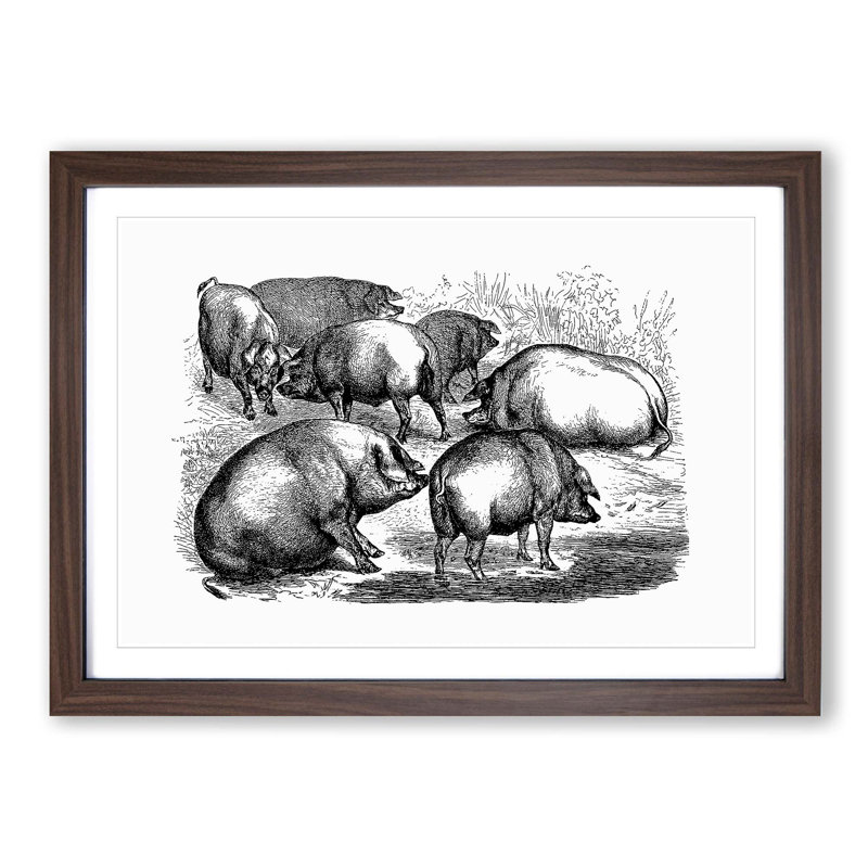Pigs Illustration in Black and White - Framed Print, 27cm H x 36cm W x 2cm D, Walnut Framed