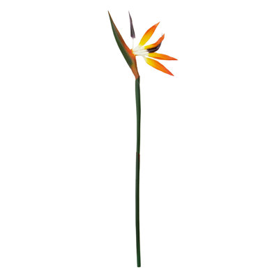 Fiori Bird Of Paradise Arrangement