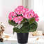Fleurs artificielles pour la maison Home-128924520