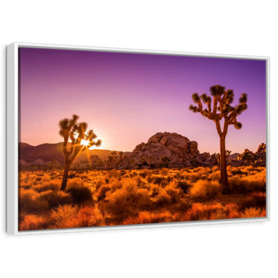 Sunlit Joshua Trees