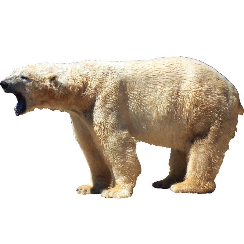 Décalcomanie murale ours polaire, H 28 po x l 45 po x P 0,01 po