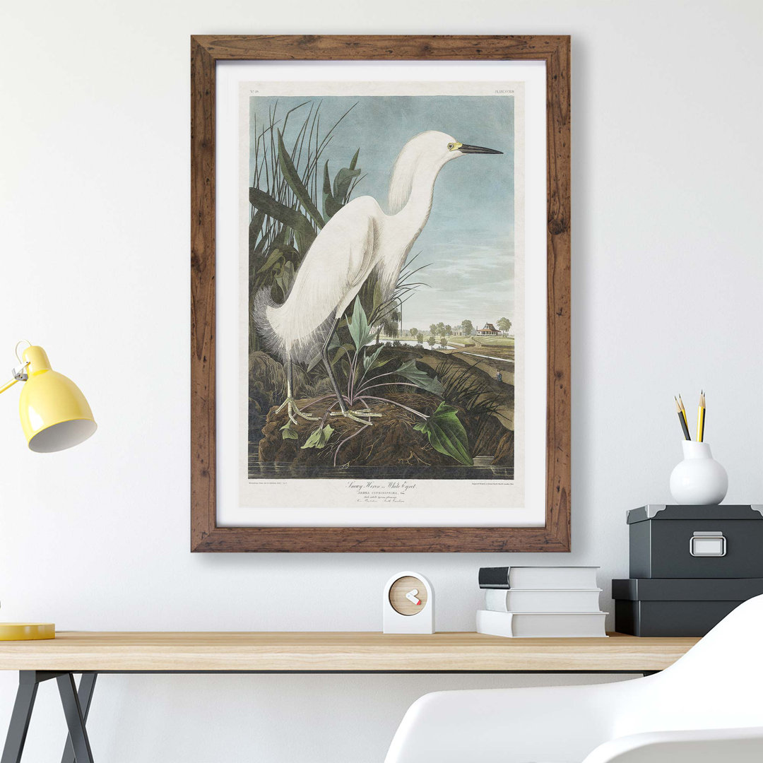 Snowy Heron by James Audubon - Framed Print