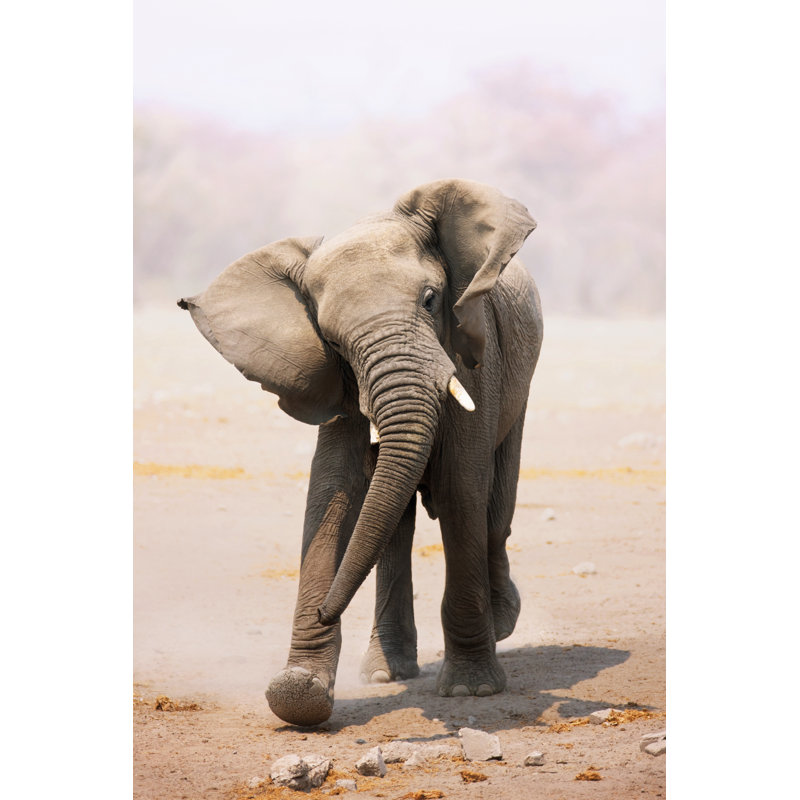 Elephant Bull Charging by Johan63 - Wrapped Canvas Print, 46cm H x 30cm W