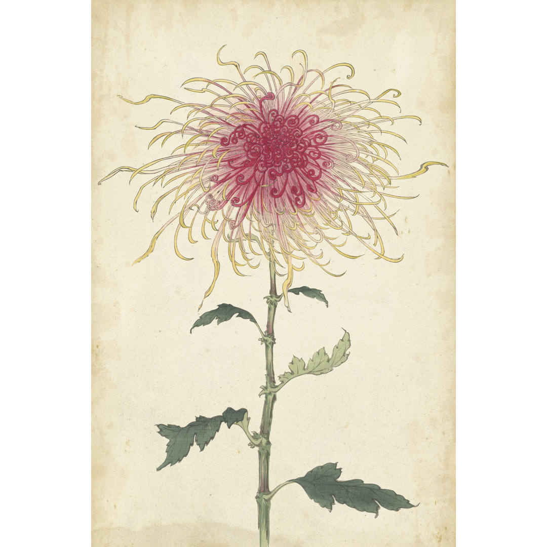 Leinwandbild Elegant Chrysanthemums I