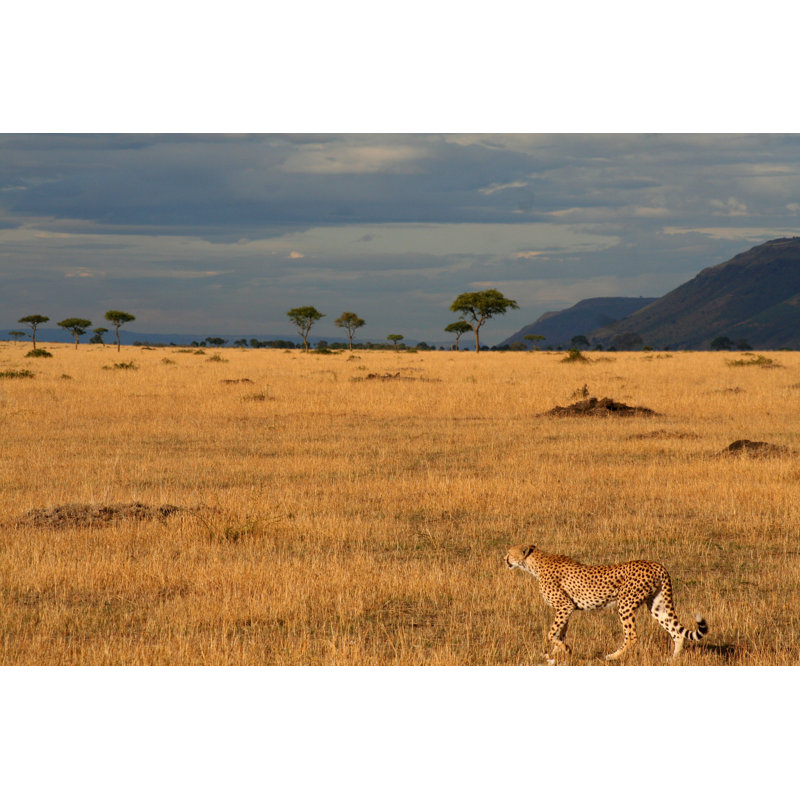 Kerrtown Cheetah In Masai Mara - Wrapped Canvas Print, 30cm H x 46cm W x 3.8cm D