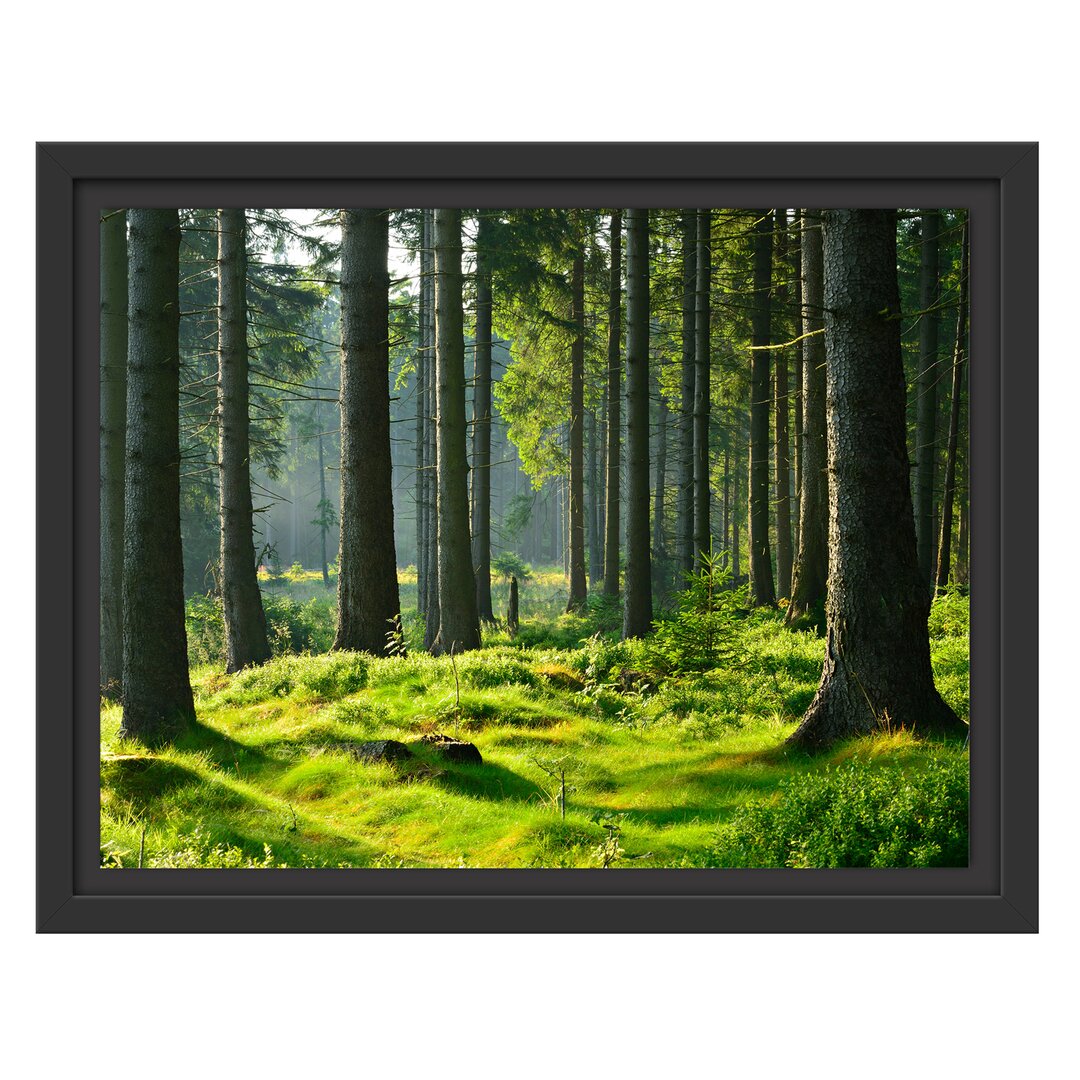 Sunny Day in the Forest Floater Frame Grafik-Kunstdruck auf Papier