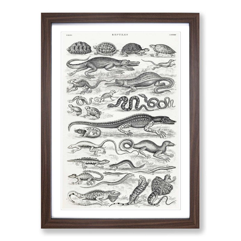 Study of Reptiles by Oliver Goldsmith - Picture Frame Drawing Print, Walnut Framed, 48cm H x 36cm W x 2cm D