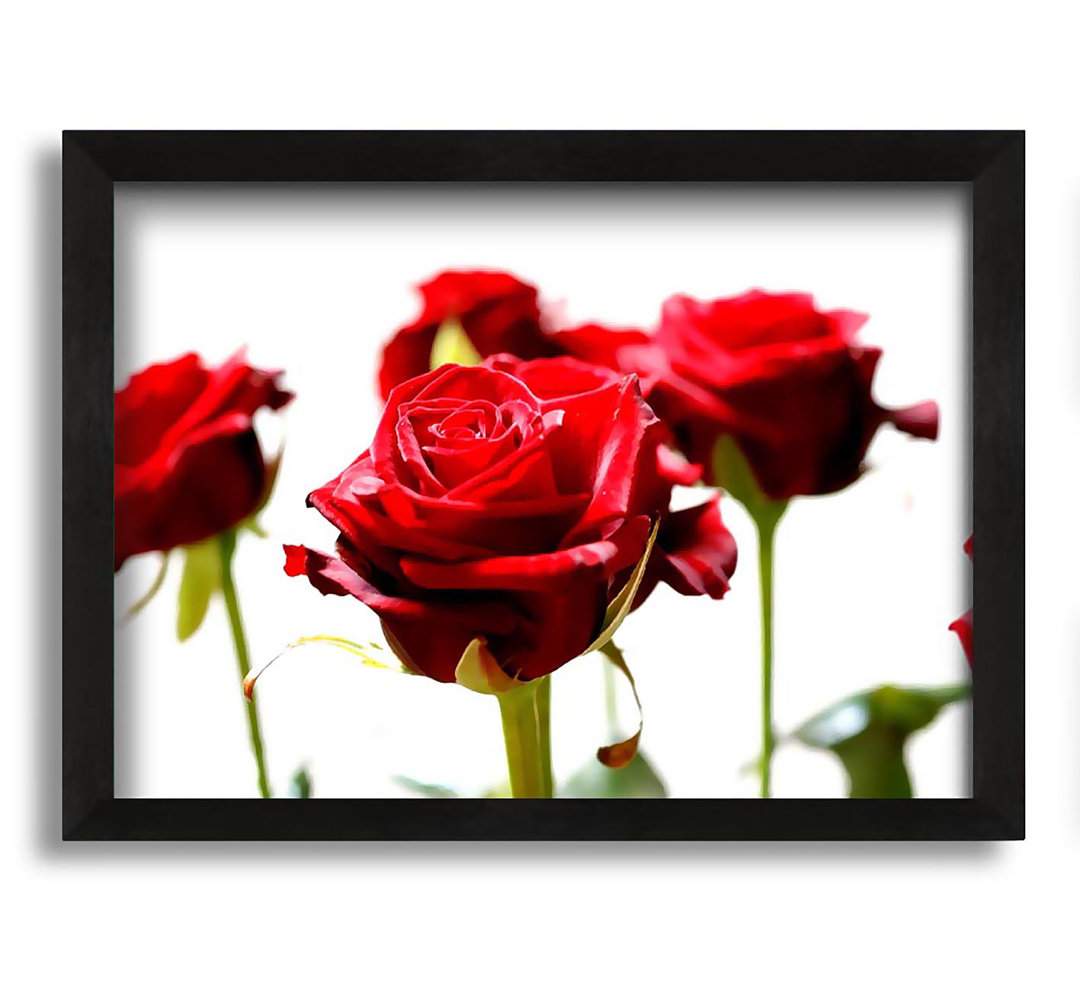 Gerahmtes Leinwandbild Long Stem Red Roses