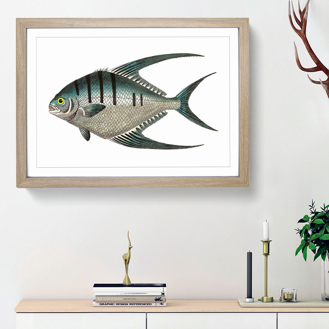 Glaucous Butterflyfish by George Shaw - Framed Print