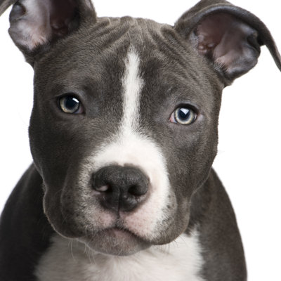 American Staffordshire by GlobalP - Wrapped Canvas Print