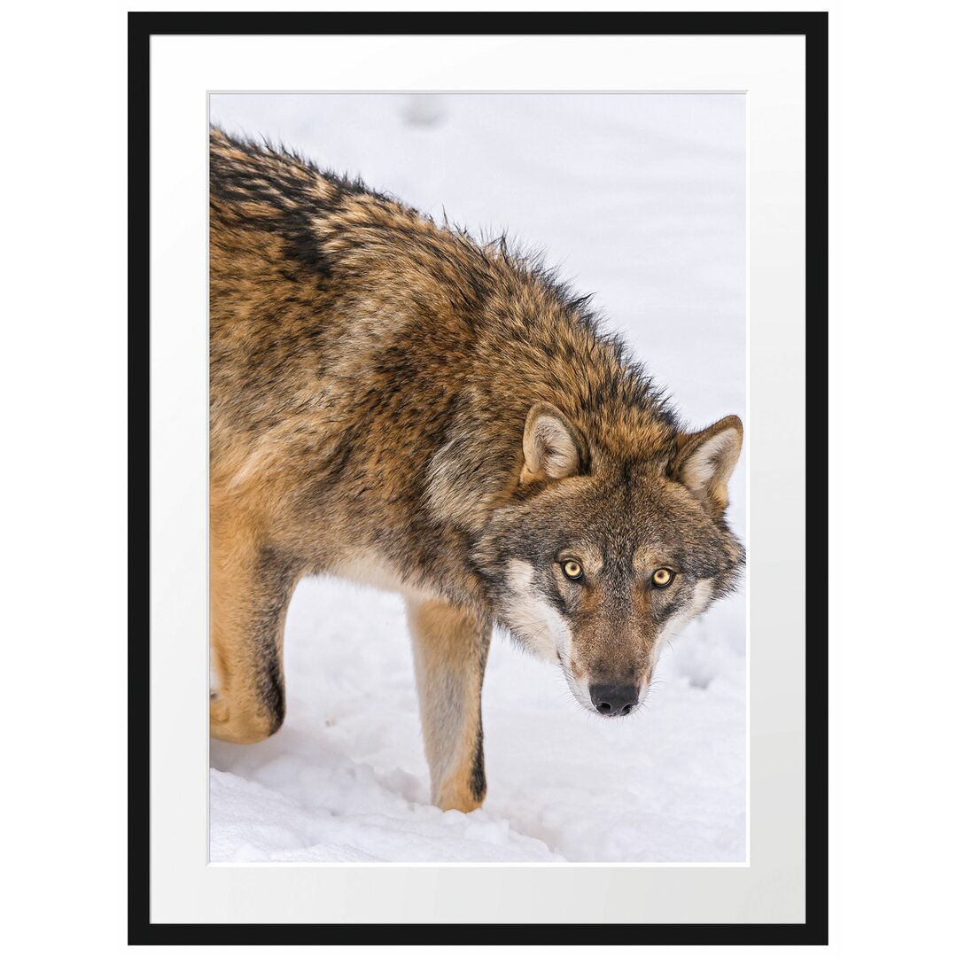 Gerahmtes Poster Seltener Wolf im Schnee