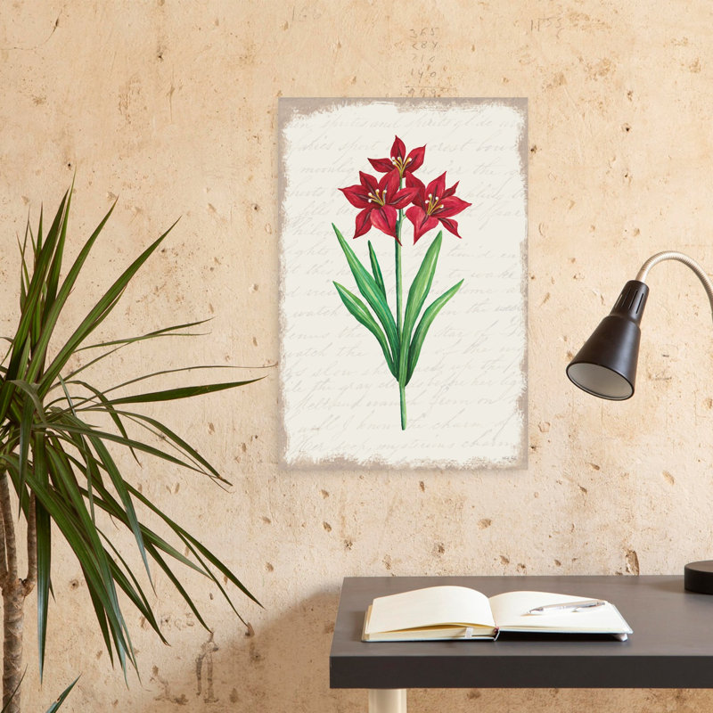 Amaryllis rouge botanique II, 24" H x 16" W