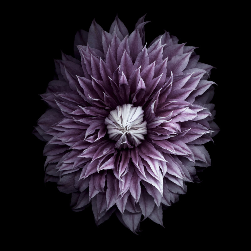 Purple Clematis Blossom by OGphoto - Wrapped Canvas Print, 76cm H x 76cm W