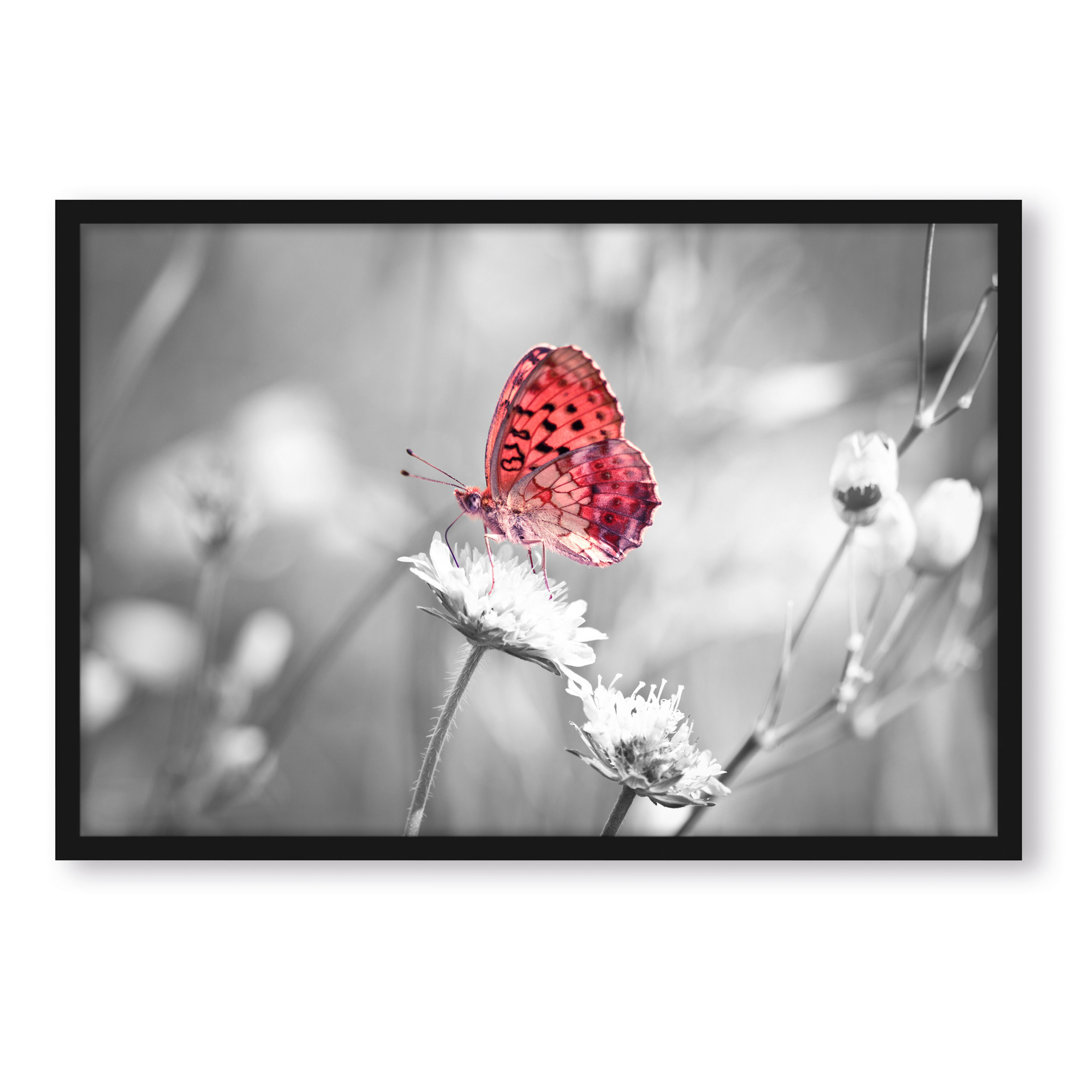 Gerahmtes Poster Schmetterling auf Blume